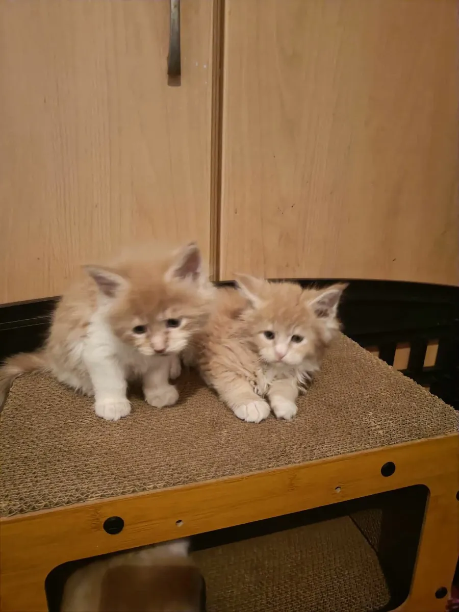 Maine Coon kittens registered with the WSFfor sale - Image 3