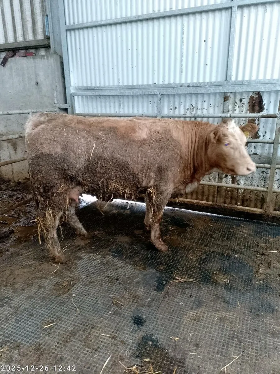 5 Star foster cow - Image 1