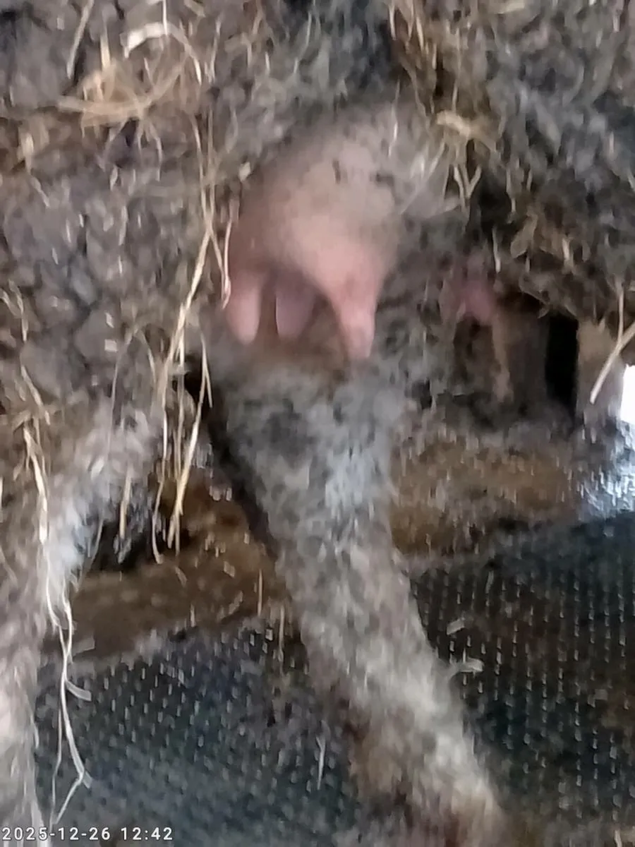 5 Star foster cow - Image 2