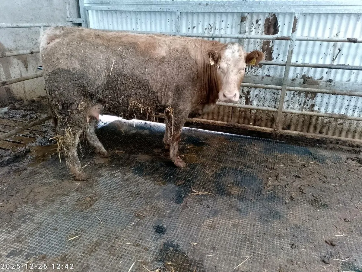 5 Star foster cow - Image 3