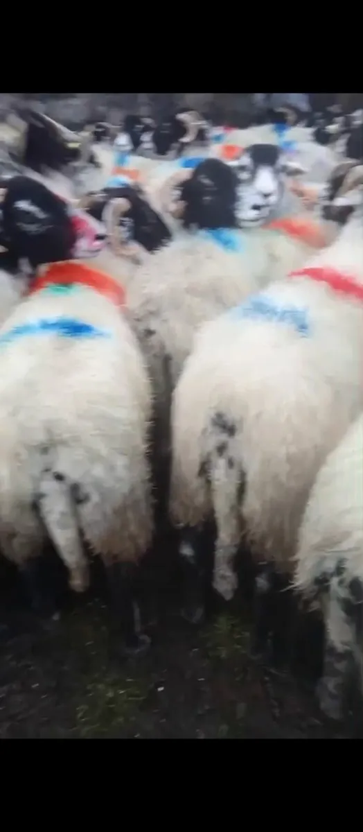 Swaledale hogget ewes - Image 2