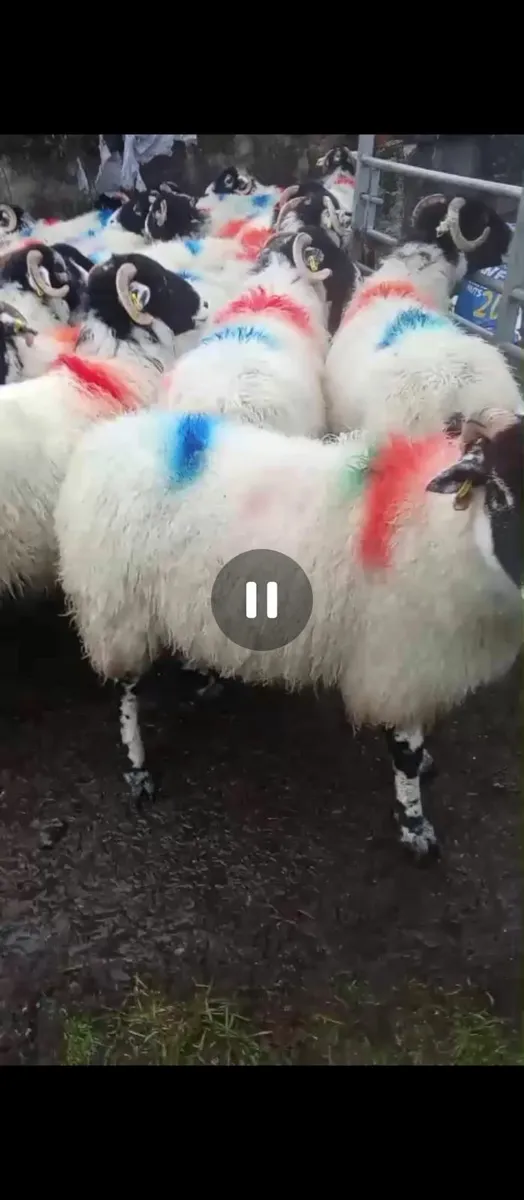 Swaledale hogget ewes - Image 3