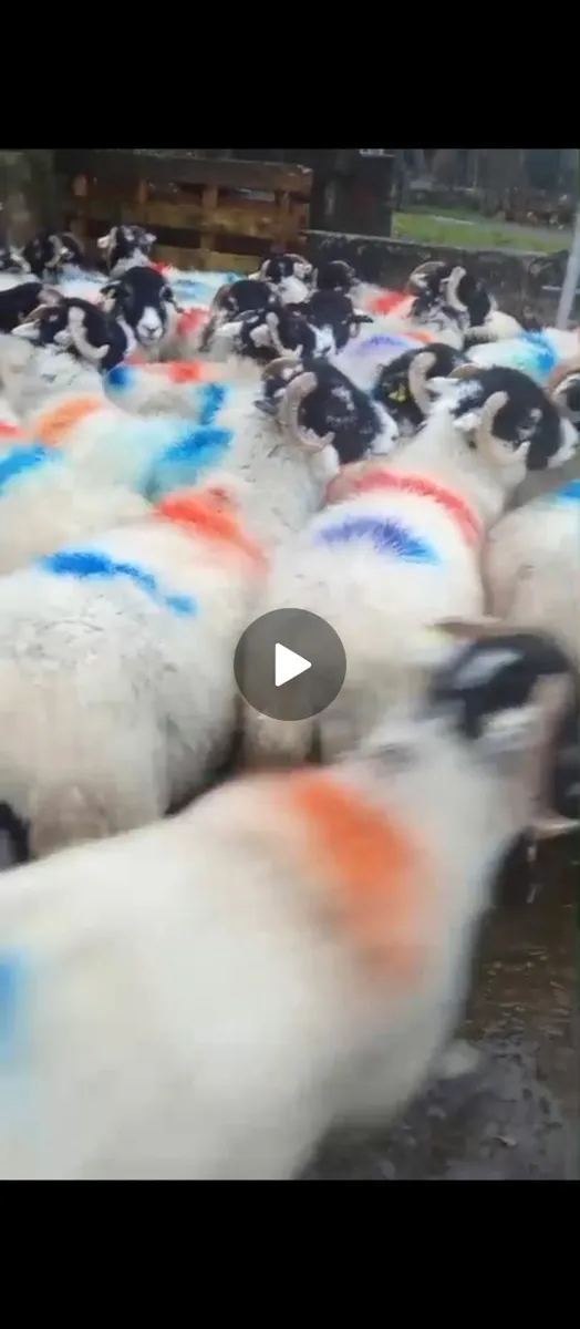 Swaledale hogget ewes - Image 1