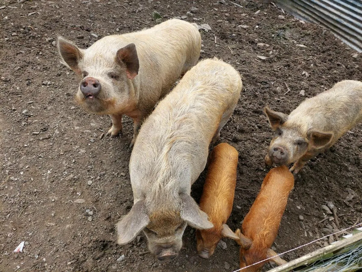 KUNE KUNE PIGS - Image 1
