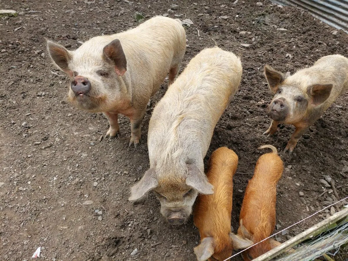 KUNE KUNE PIGS - Image 2