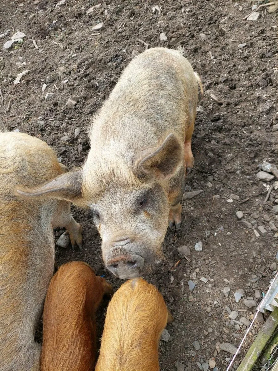 KUNE KUNE PIGS - Image 3