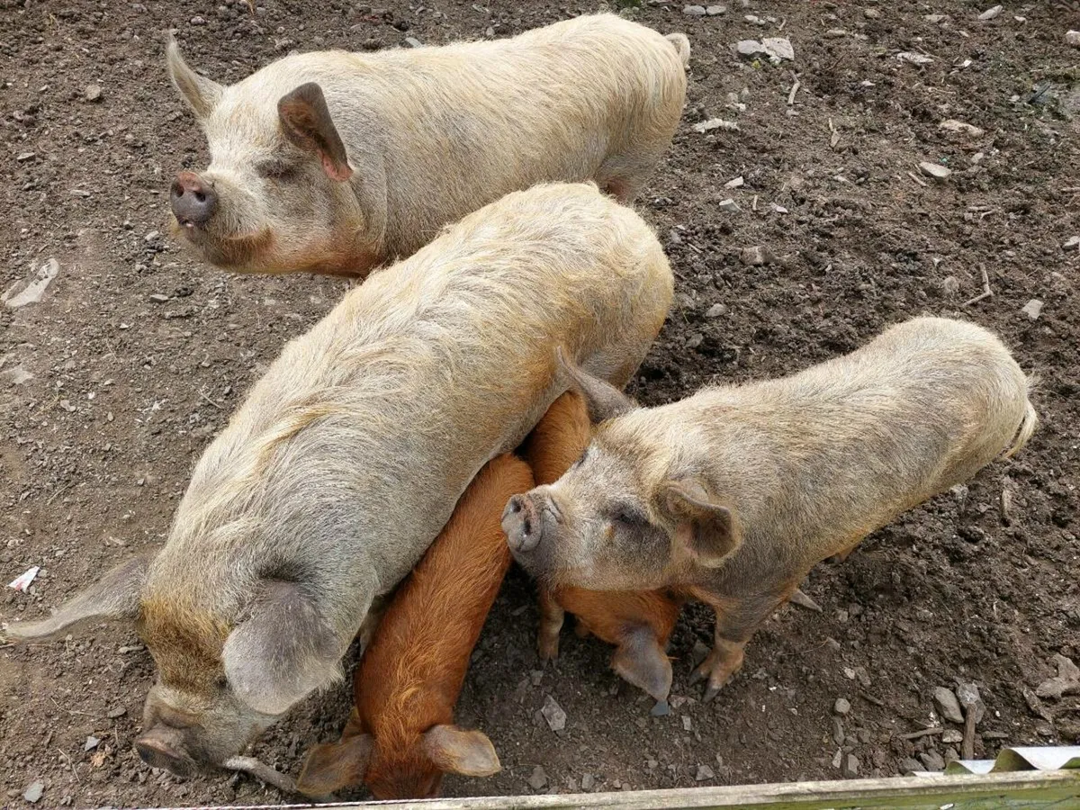 KUNE KUNE PIGS - Image 4