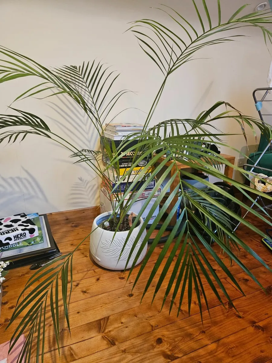 Lush Areca palm houseplant