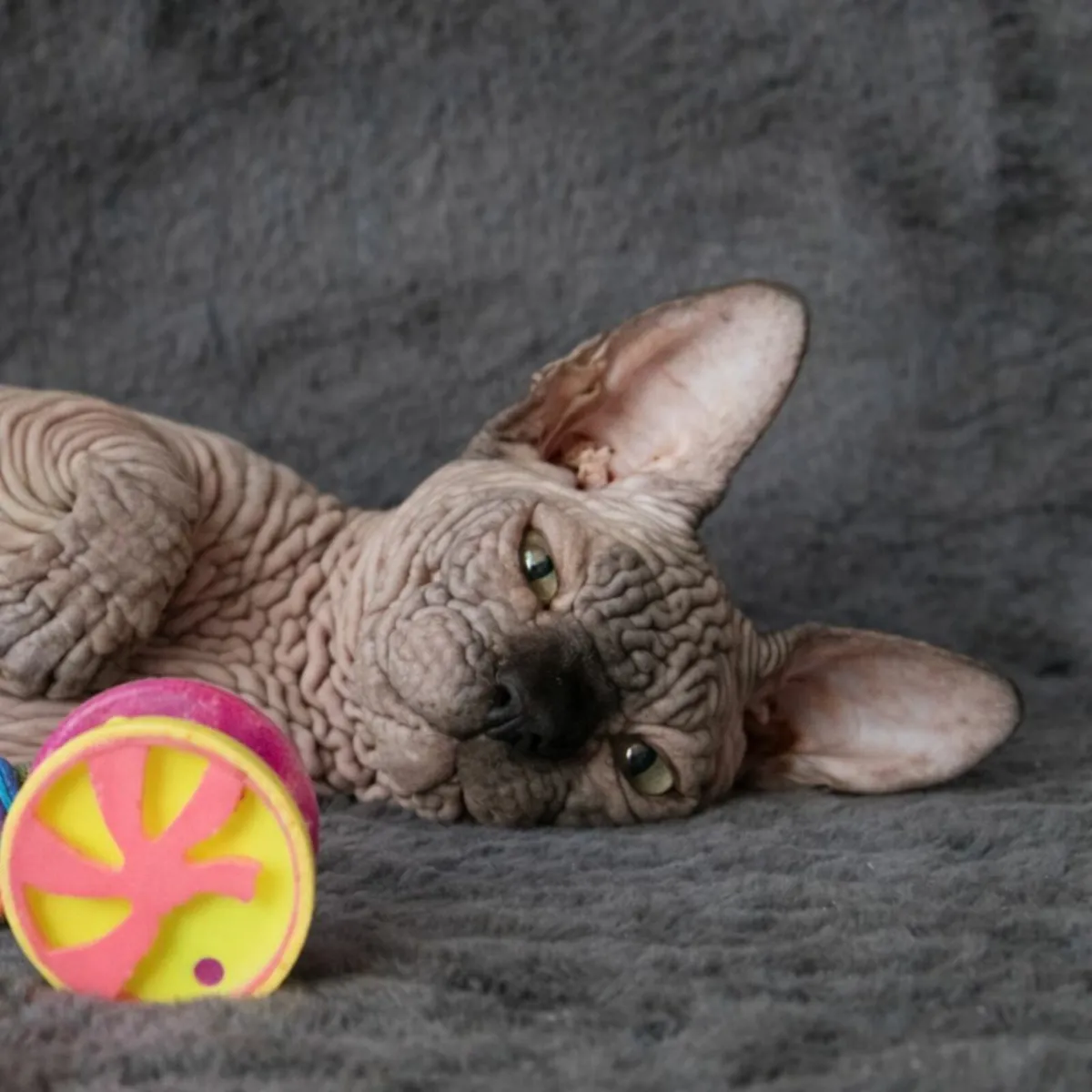 Sphynx  Sphinx  cat kittens (can deliver) - Image 3