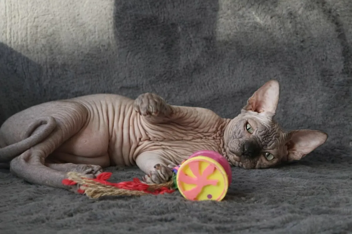 Sphynx  Sphinx  cat kittens (can deliver) - Image 4