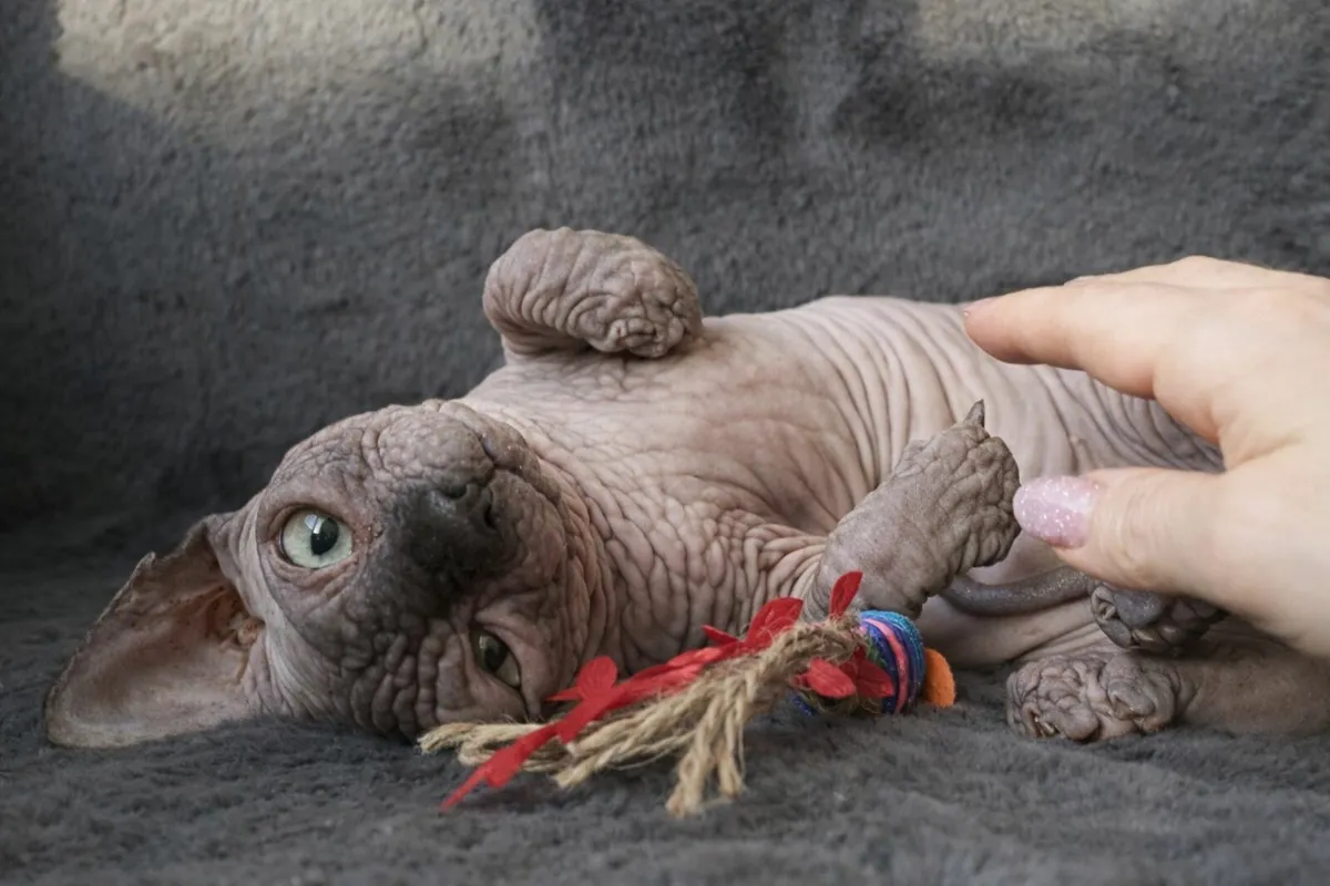 Sphynx  Sphinx  cat kittens (can deliver) - Image 1