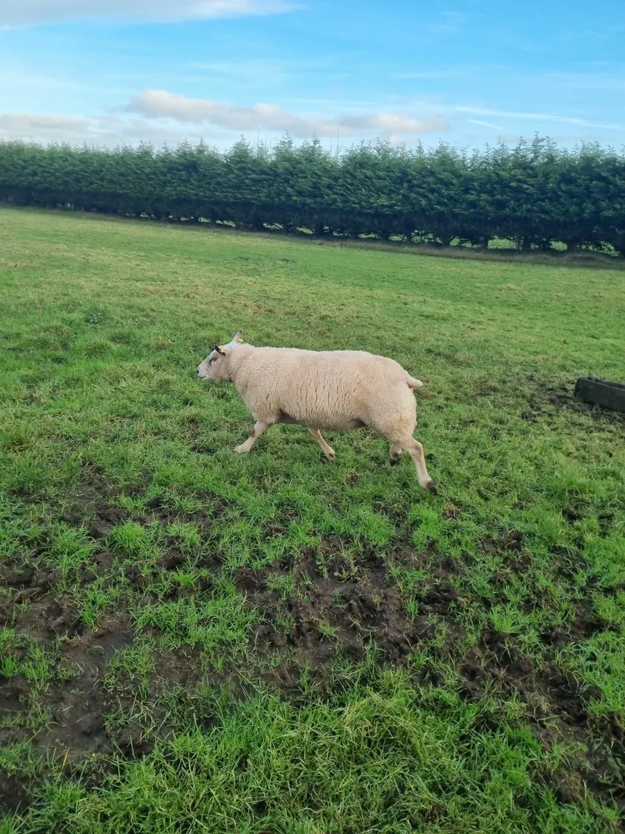 Purebred Charlollais Ram - Image 1