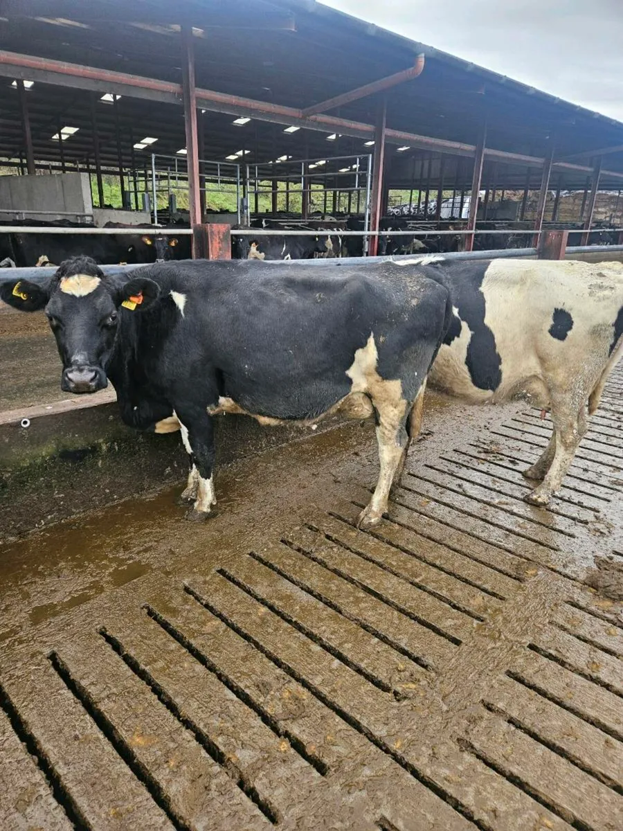 Empty Crossbred Cows - Image 1
