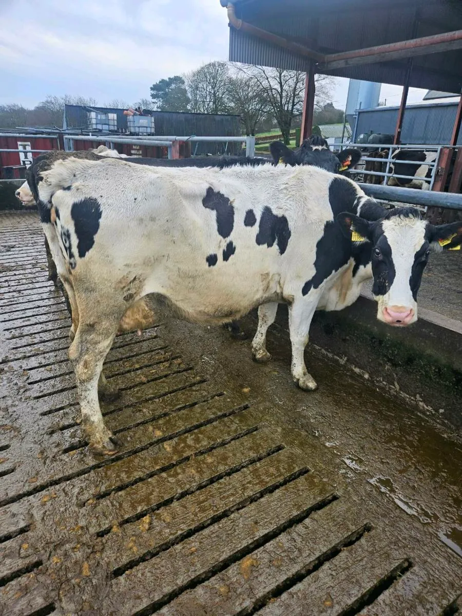Empty Crossbred Cows - Image 2