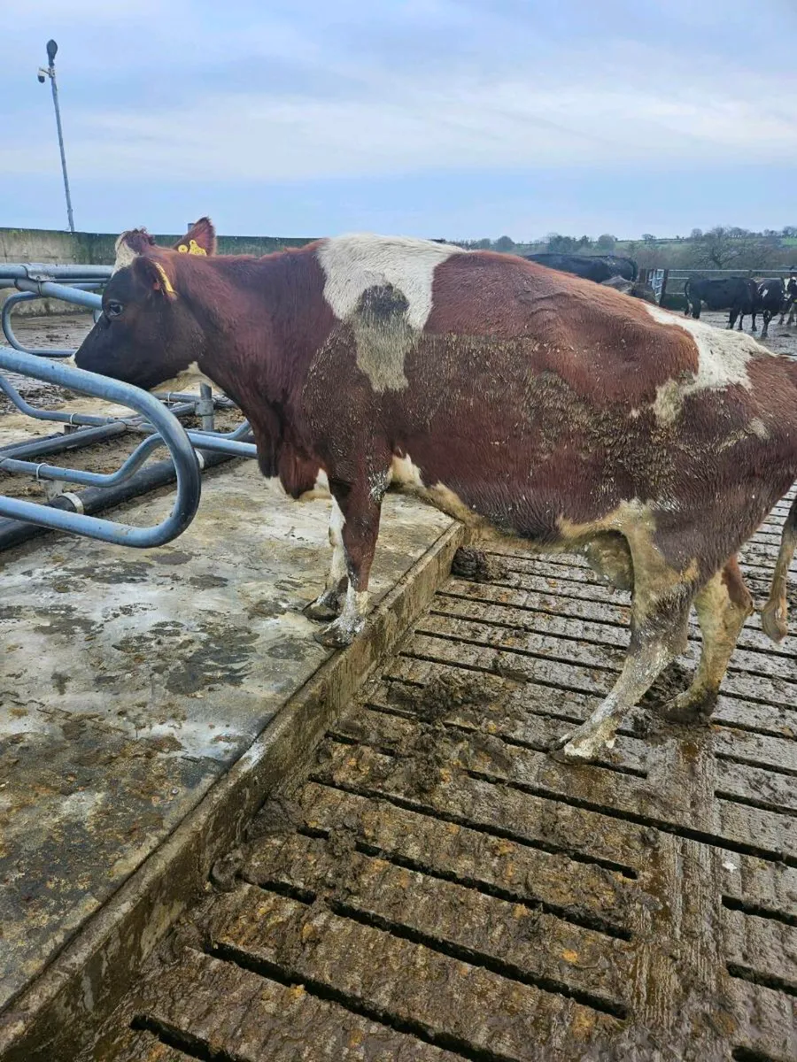 Empty Crossbred Cows - Image 3