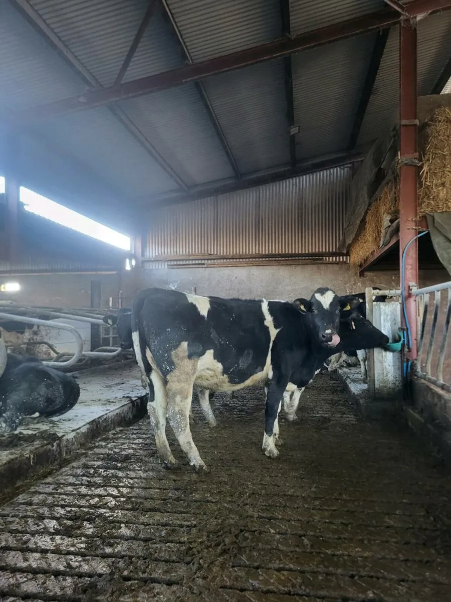 Spring calving FR heifers - Image 1