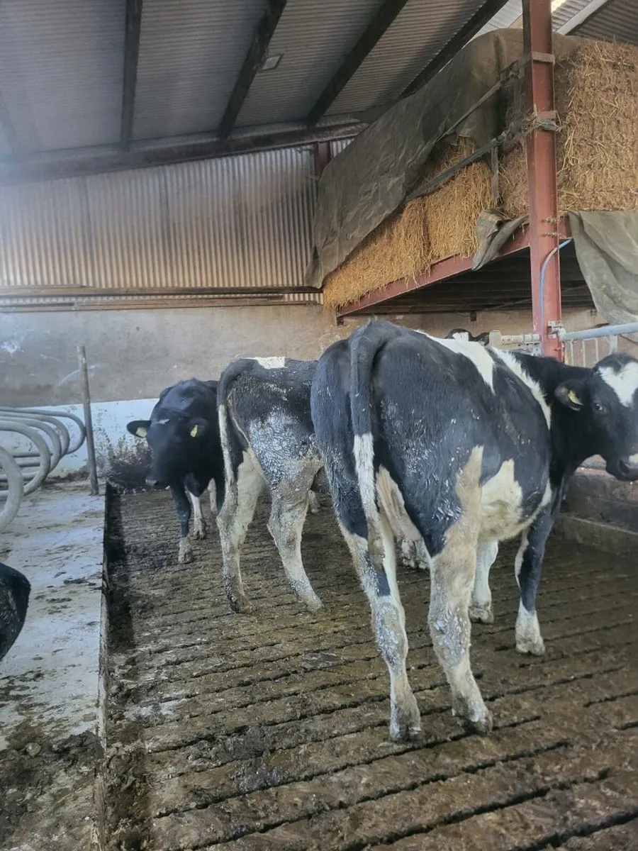 Spring calving FR heifers - Image 2