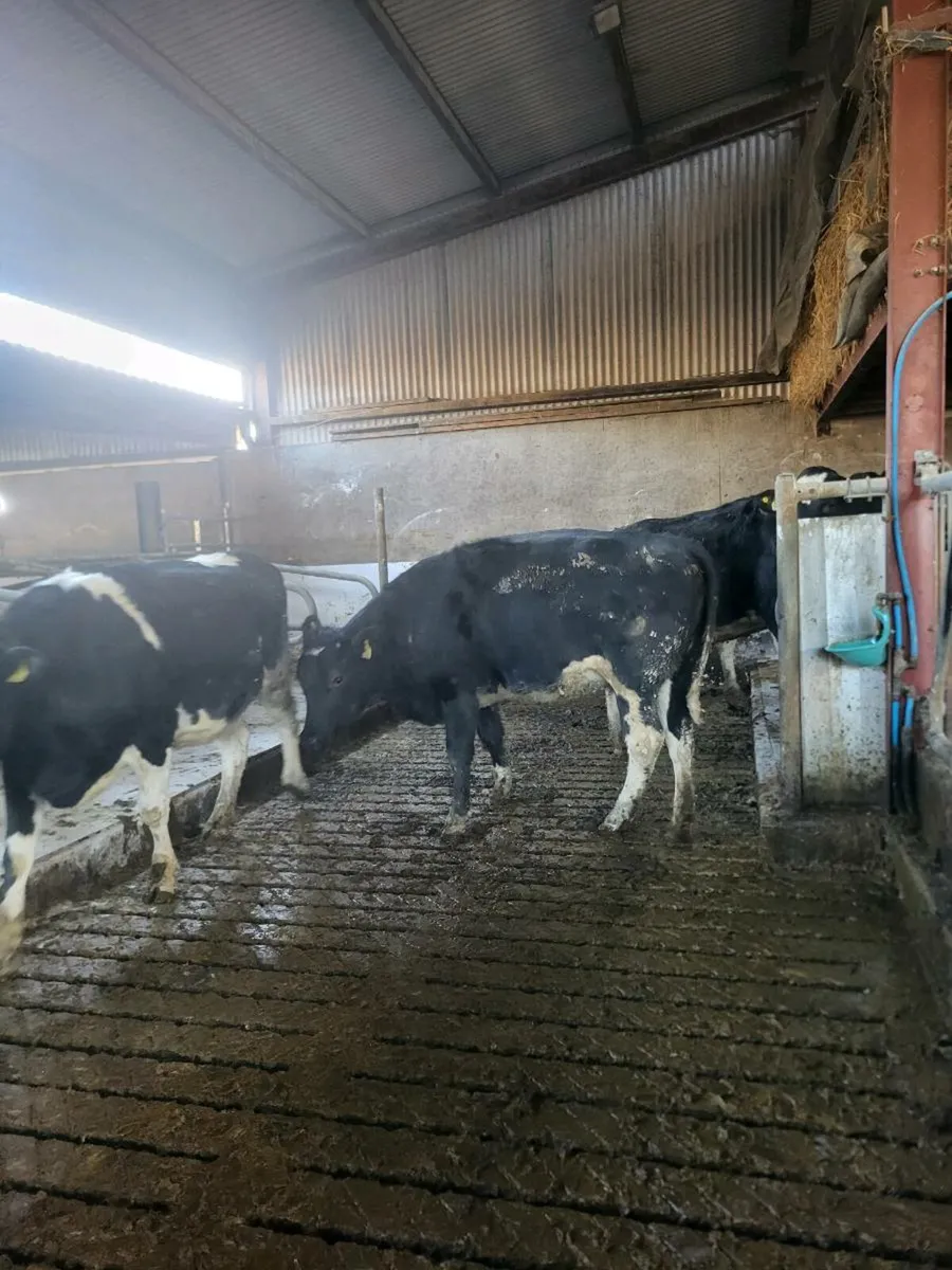 Spring calving FR heifers - Image 3