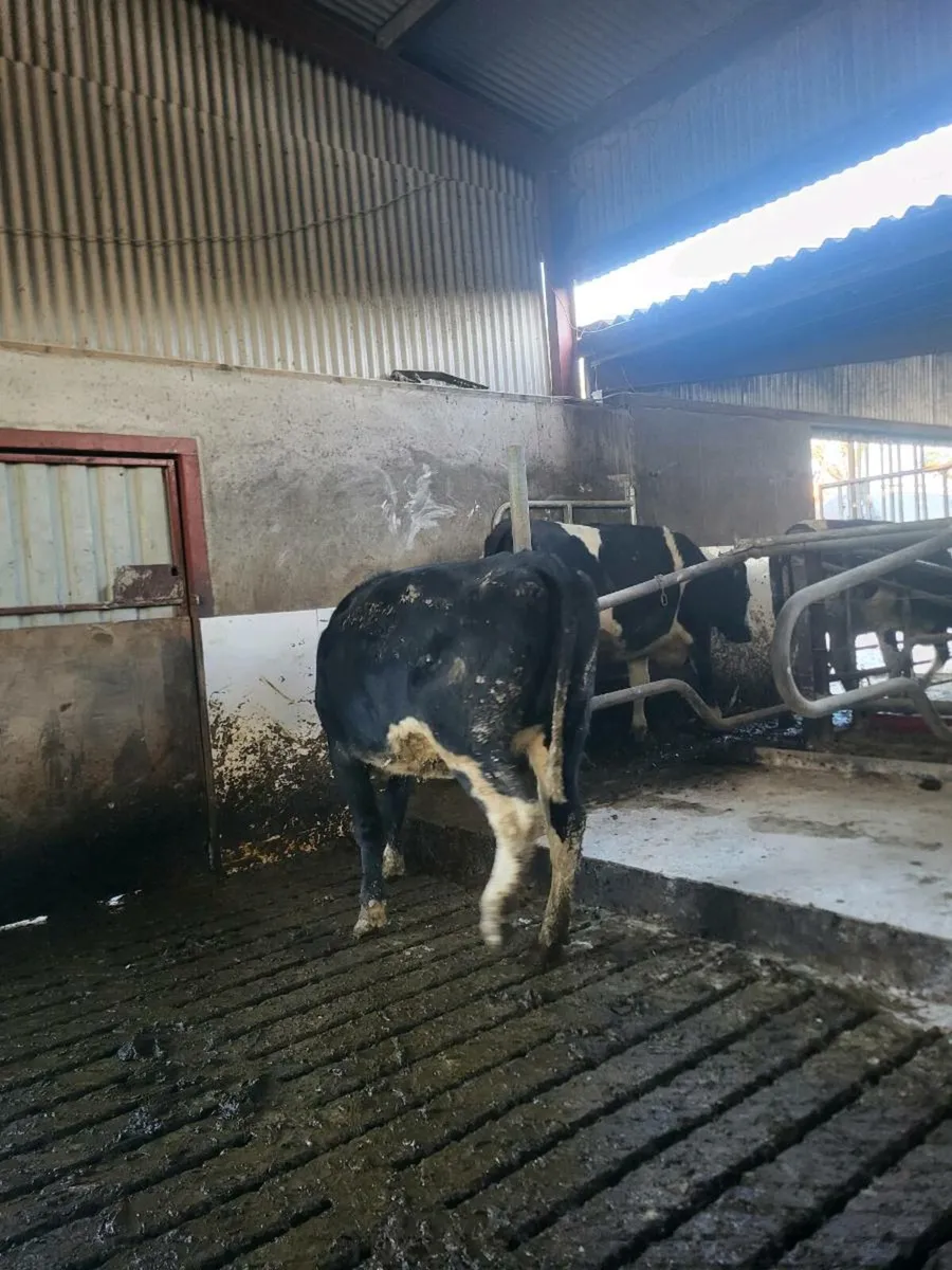 Spring calving FR heifers - Image 4