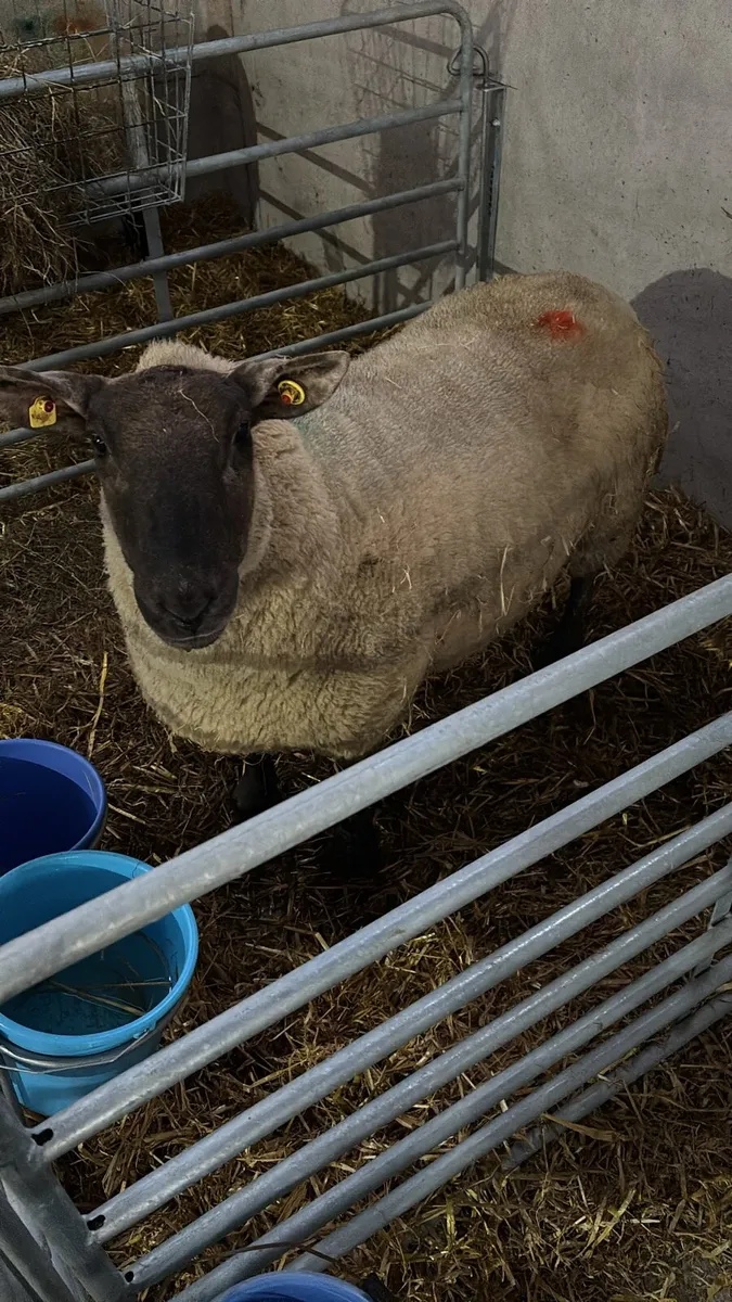Foster ewe - Image 1