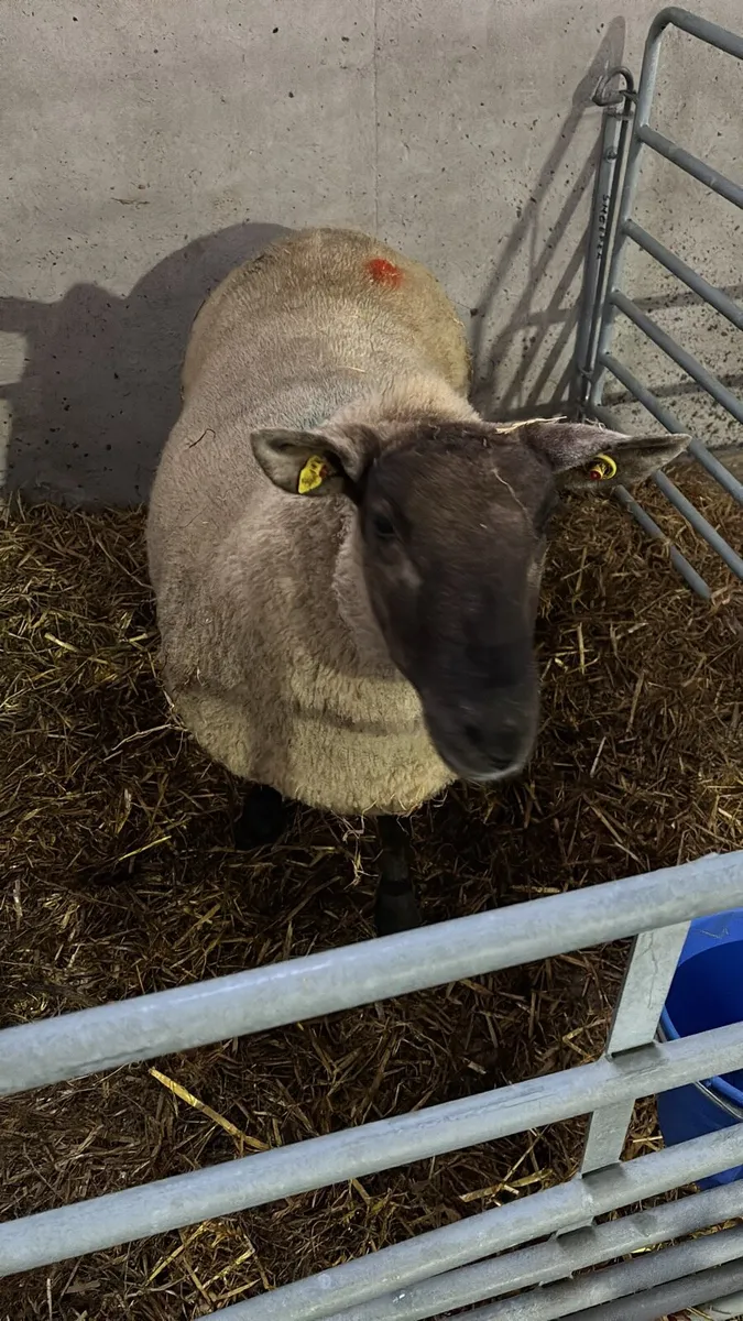 Foster ewe - Image 2