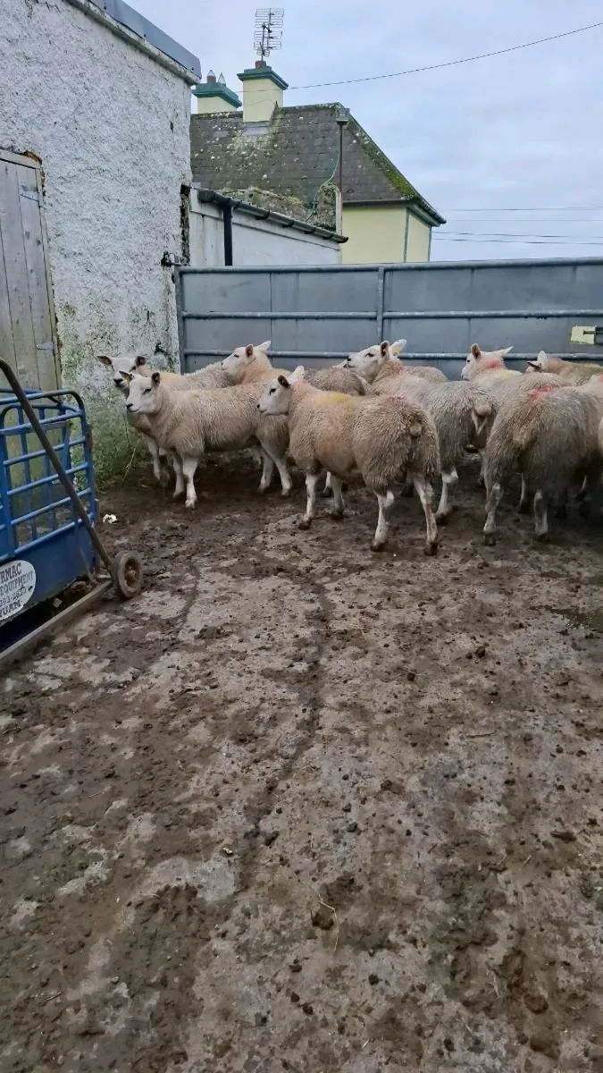 10 x serious Texel ewe lambs - Image 1