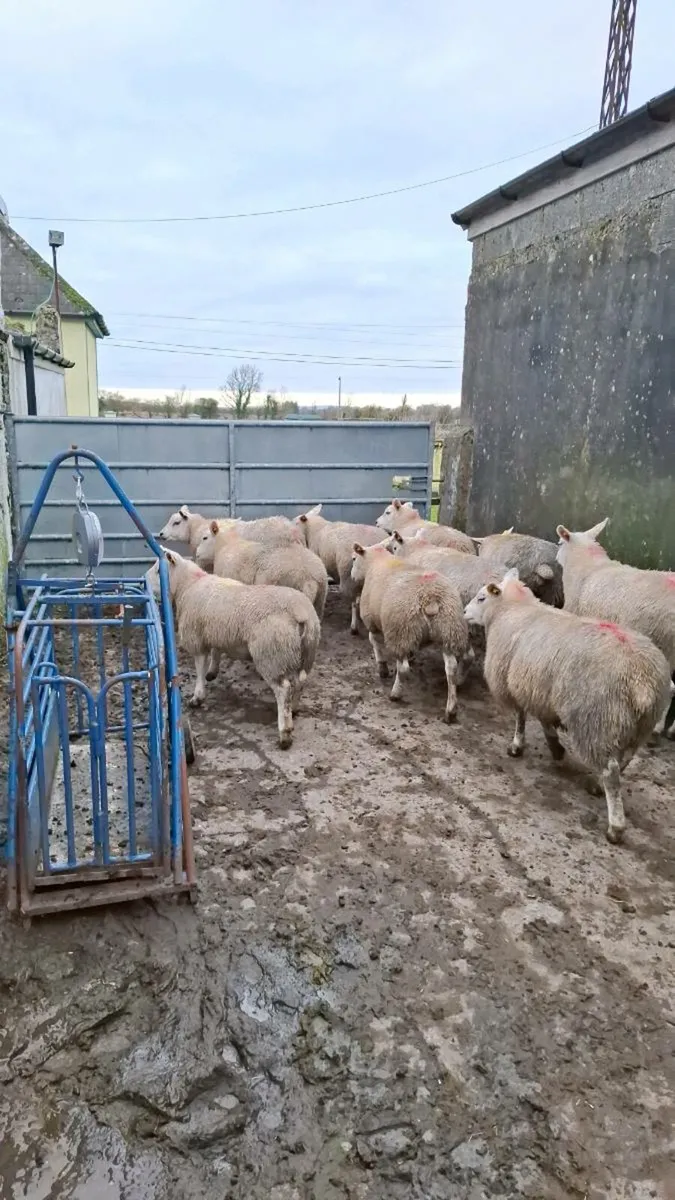 10 x serious Texel ewe lambs - Image 4