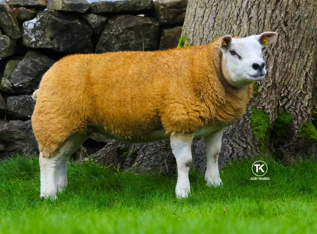Pure bred Texel Sheep - Image 1