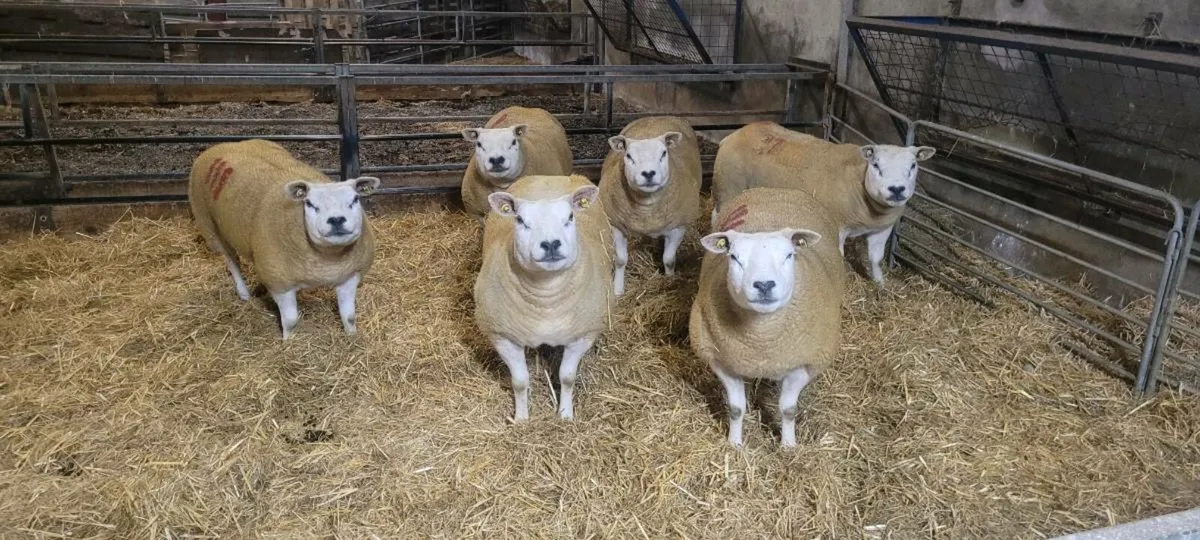 Pure bred Texel Sheep - Image 2