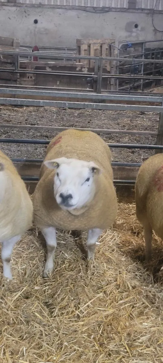 Pure bred Texel Sheep - Image 3