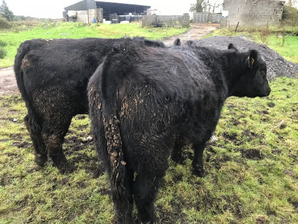 Angus Heifers - Image 2