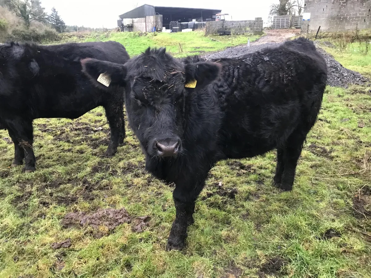 Angus Heifers - Image 3