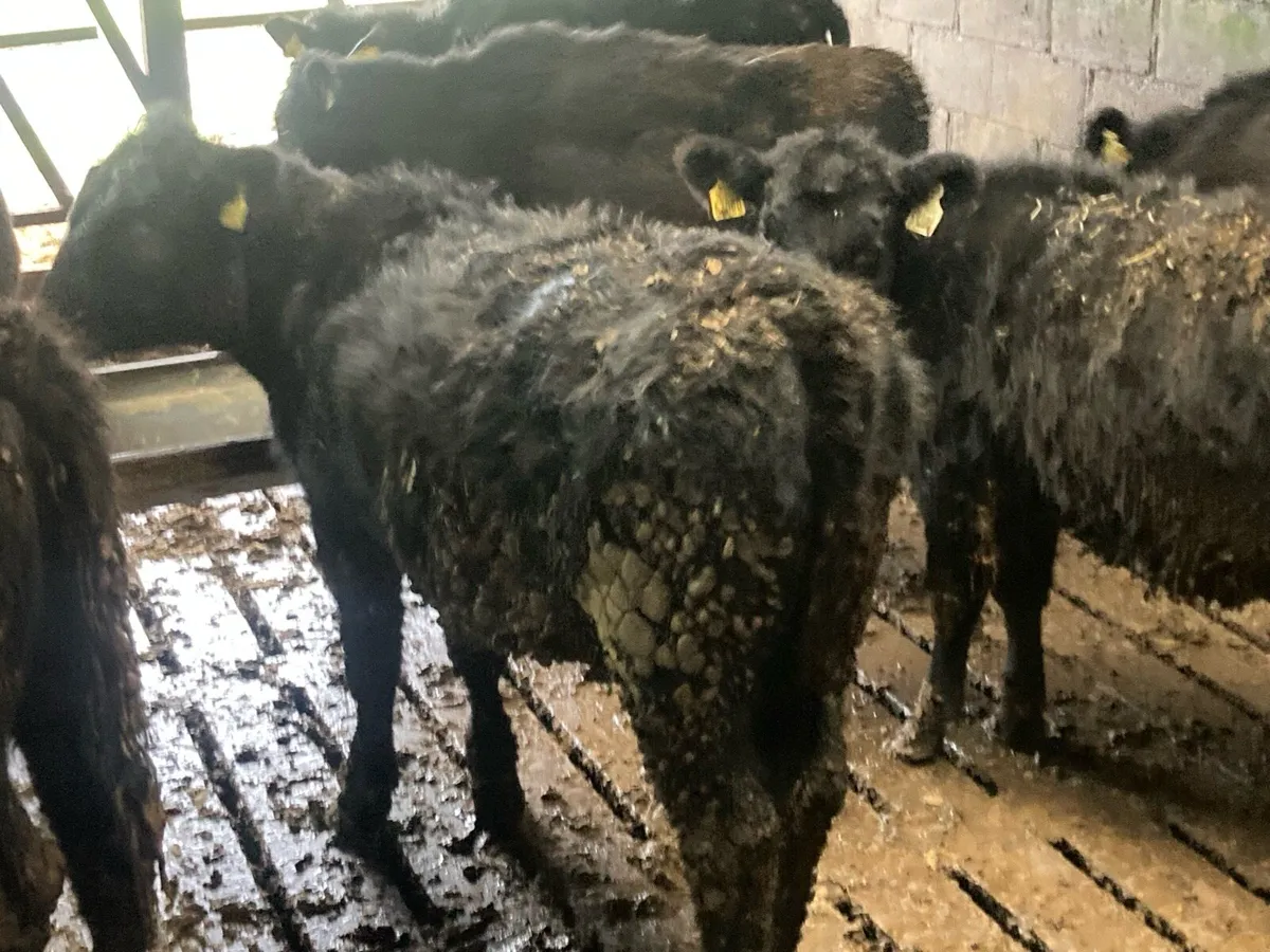 20 Aberdeen Angus - Image 1