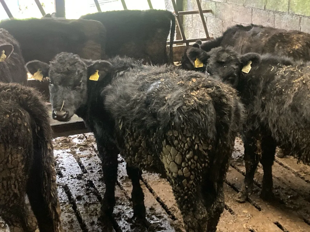 20 Aberdeen Angus - Image 2