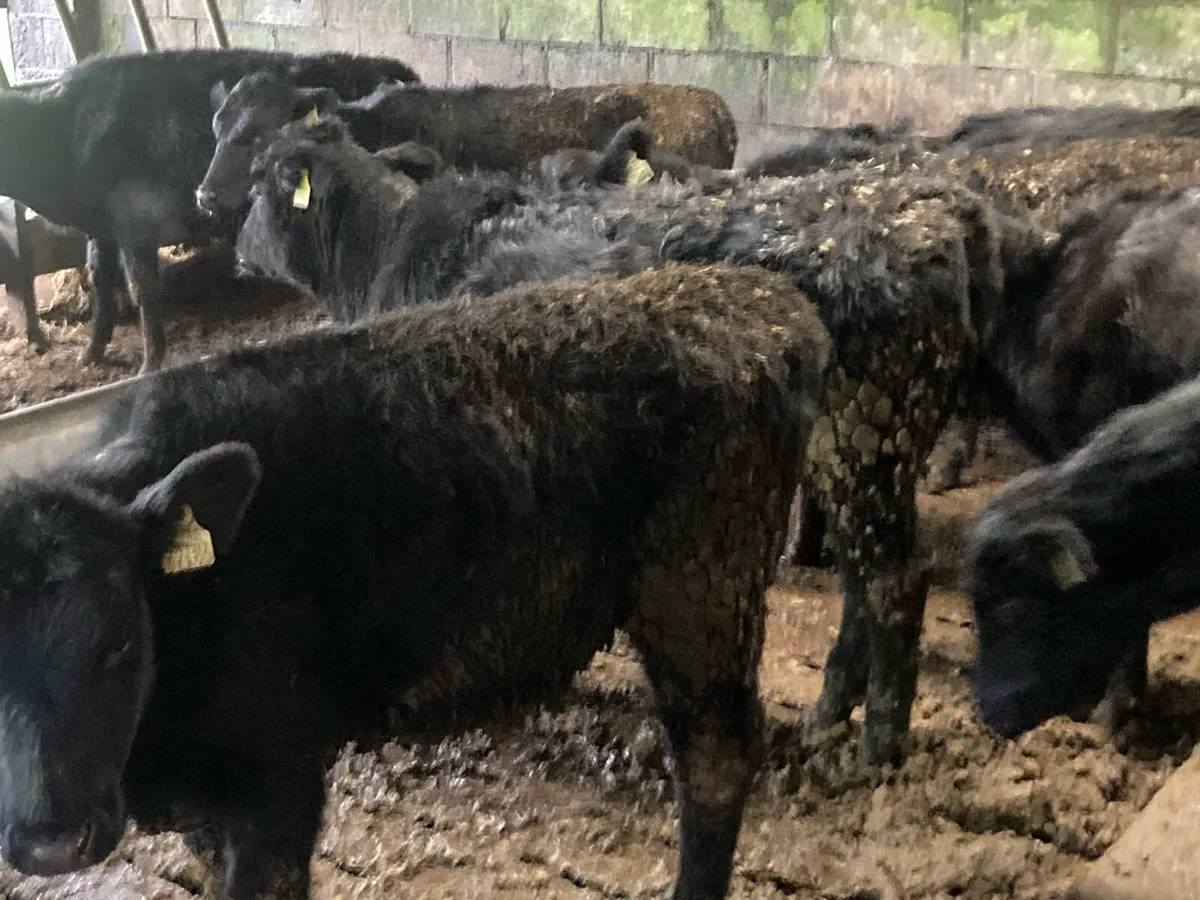 20 Aberdeen Angus - Image 3