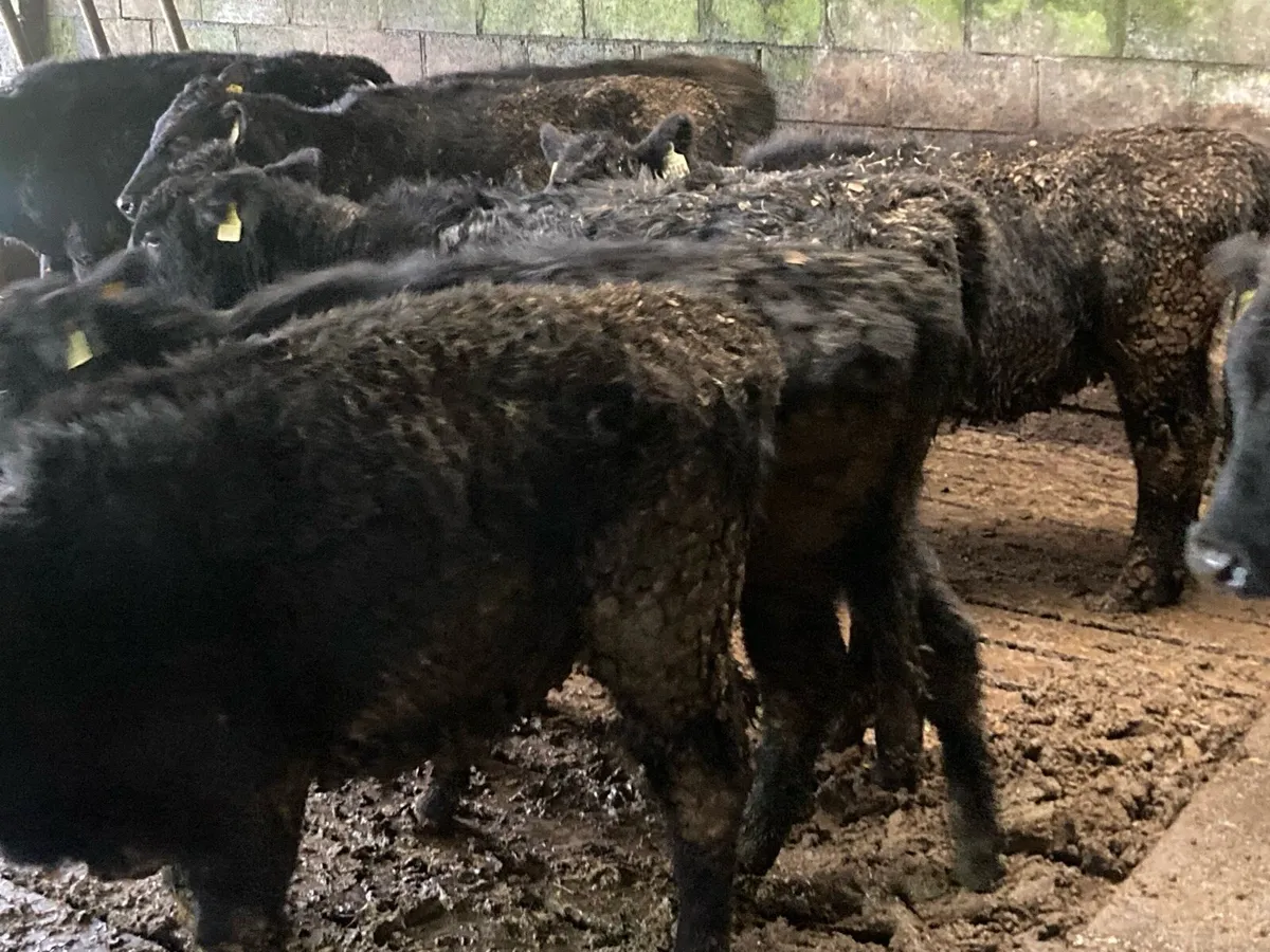 20 Aberdeen Angus - Image 4