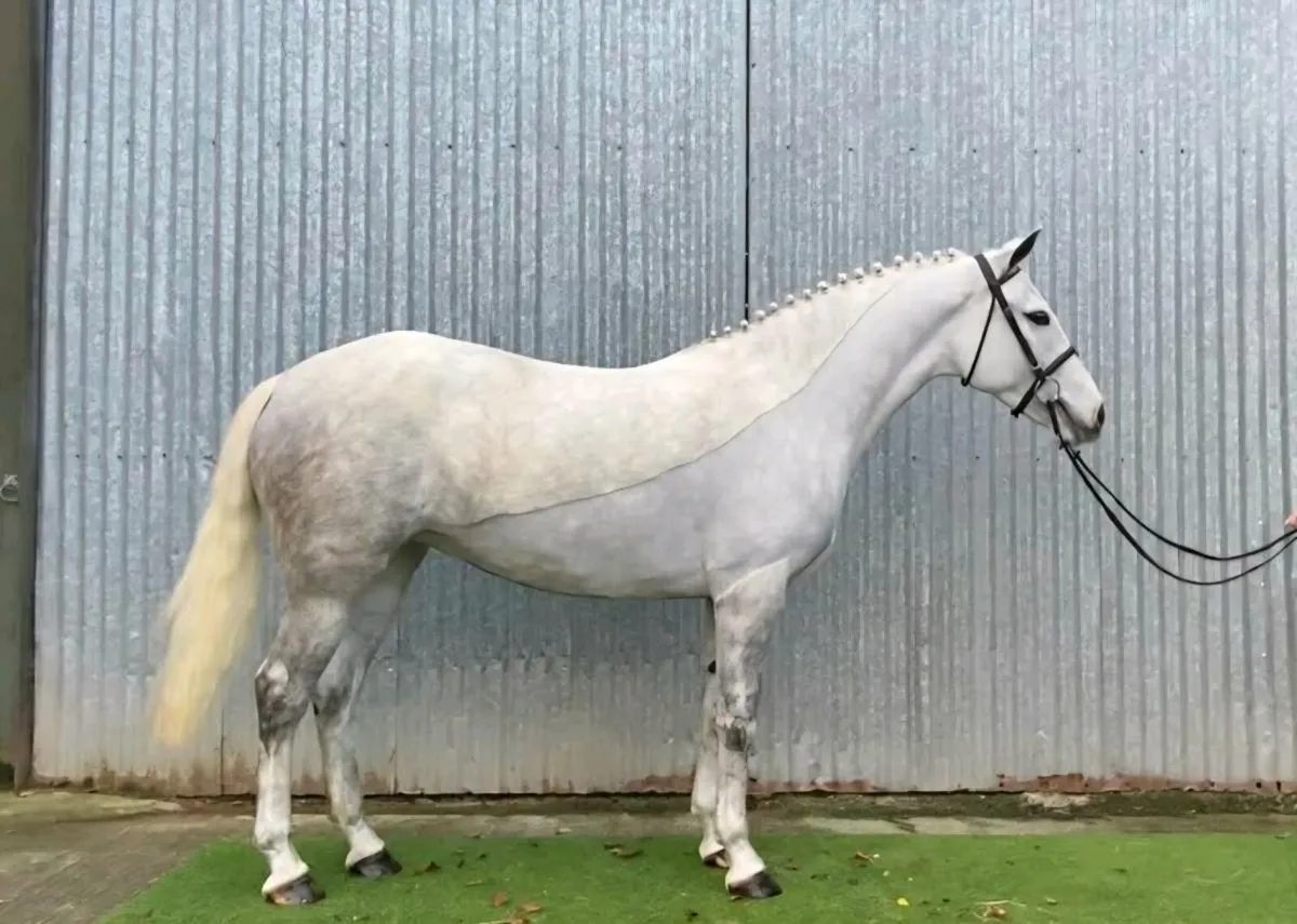 Connemara Pony - Image 1