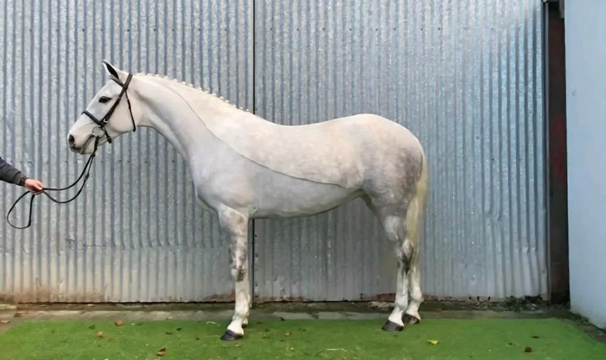 Connemara Pony - Image 2