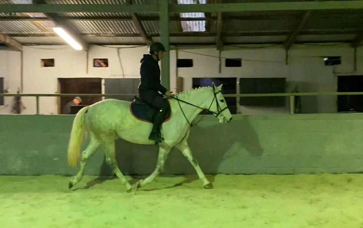 Connemara Pony - Image 3