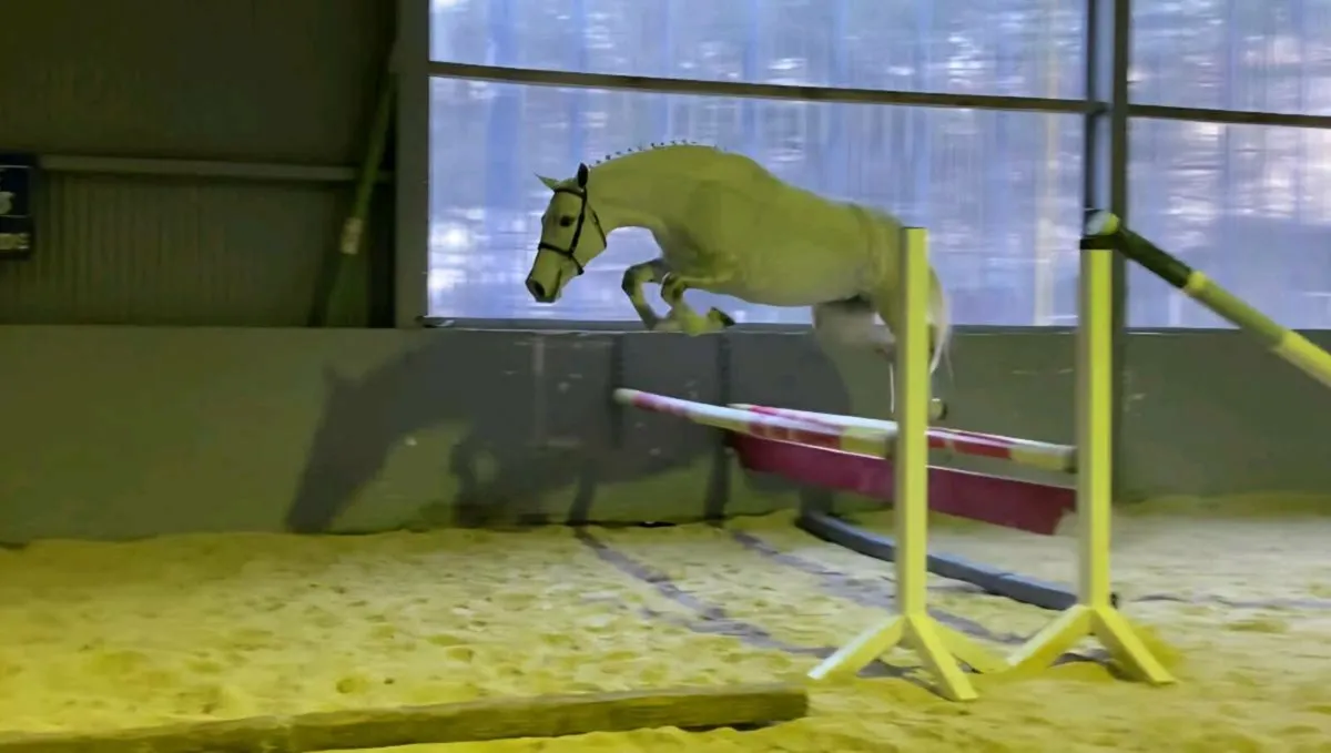 Connemara Pony - Image 4