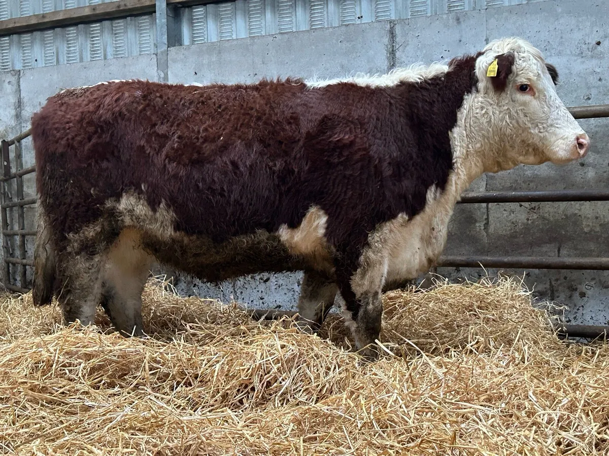 Incalf red Hereford heifer - Image 2
