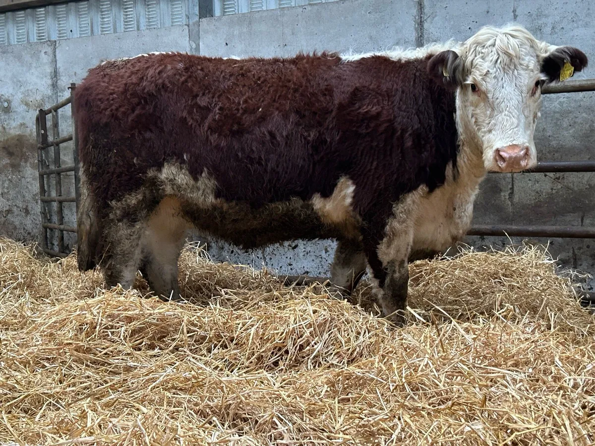 Incalf red Hereford heifer - Image 3