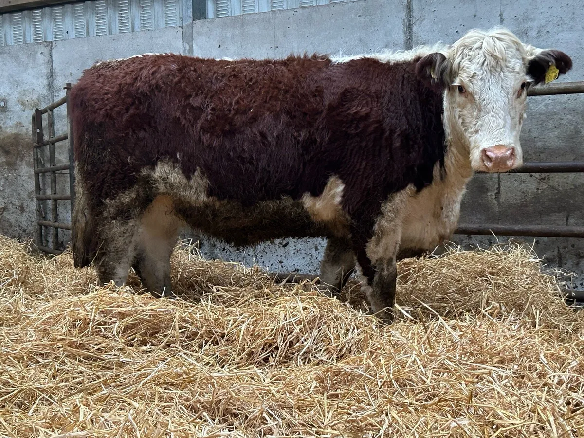 Incalf red Hereford heifer - Image 1