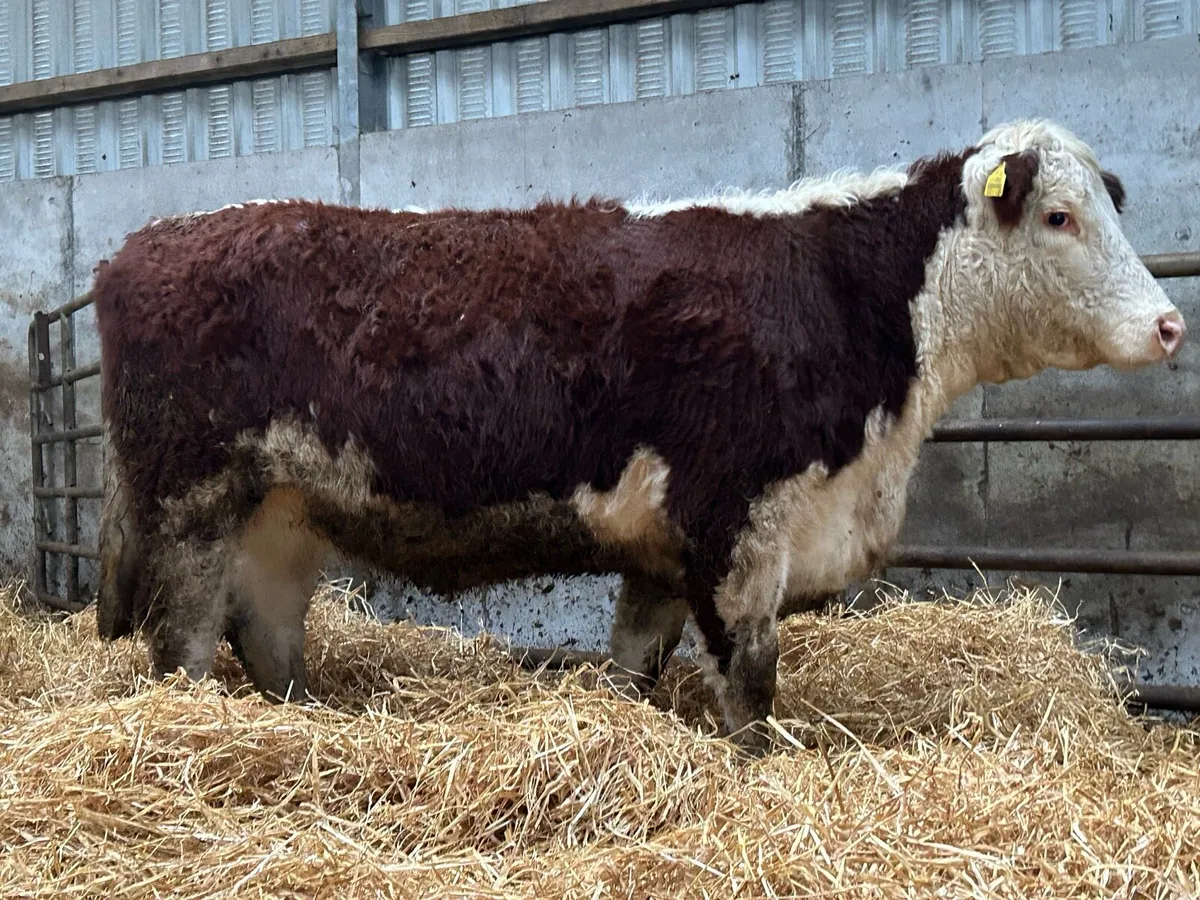 Incalf red Hereford heifer - Image 4