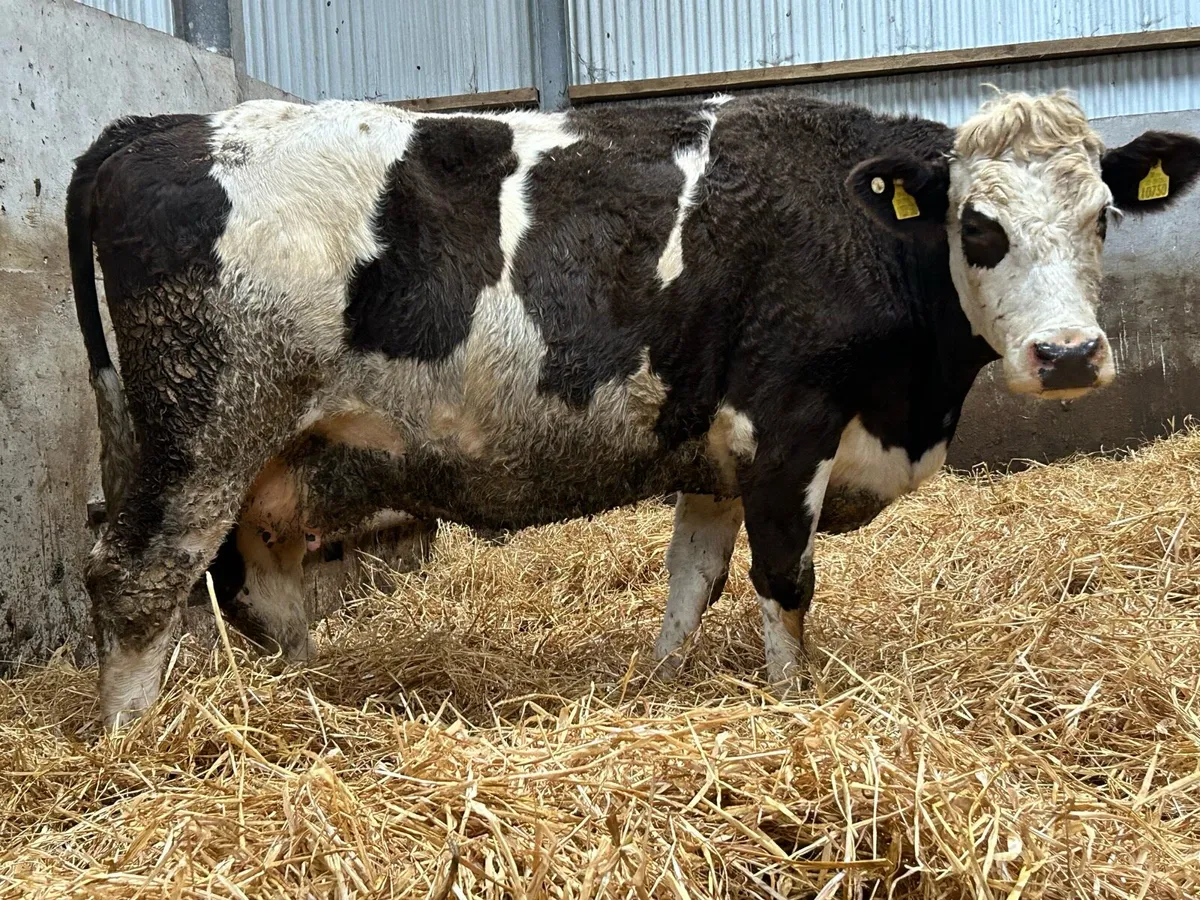 2 5 star incalf third caving cows - Image 2