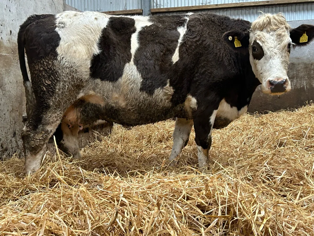 2 5 star incalf third caving cows - Image 3