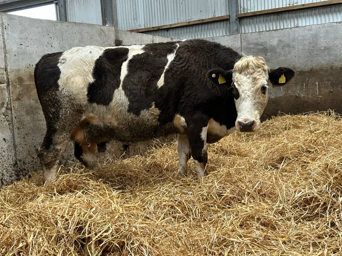 2 5 star incalf third caving cows - Image 1