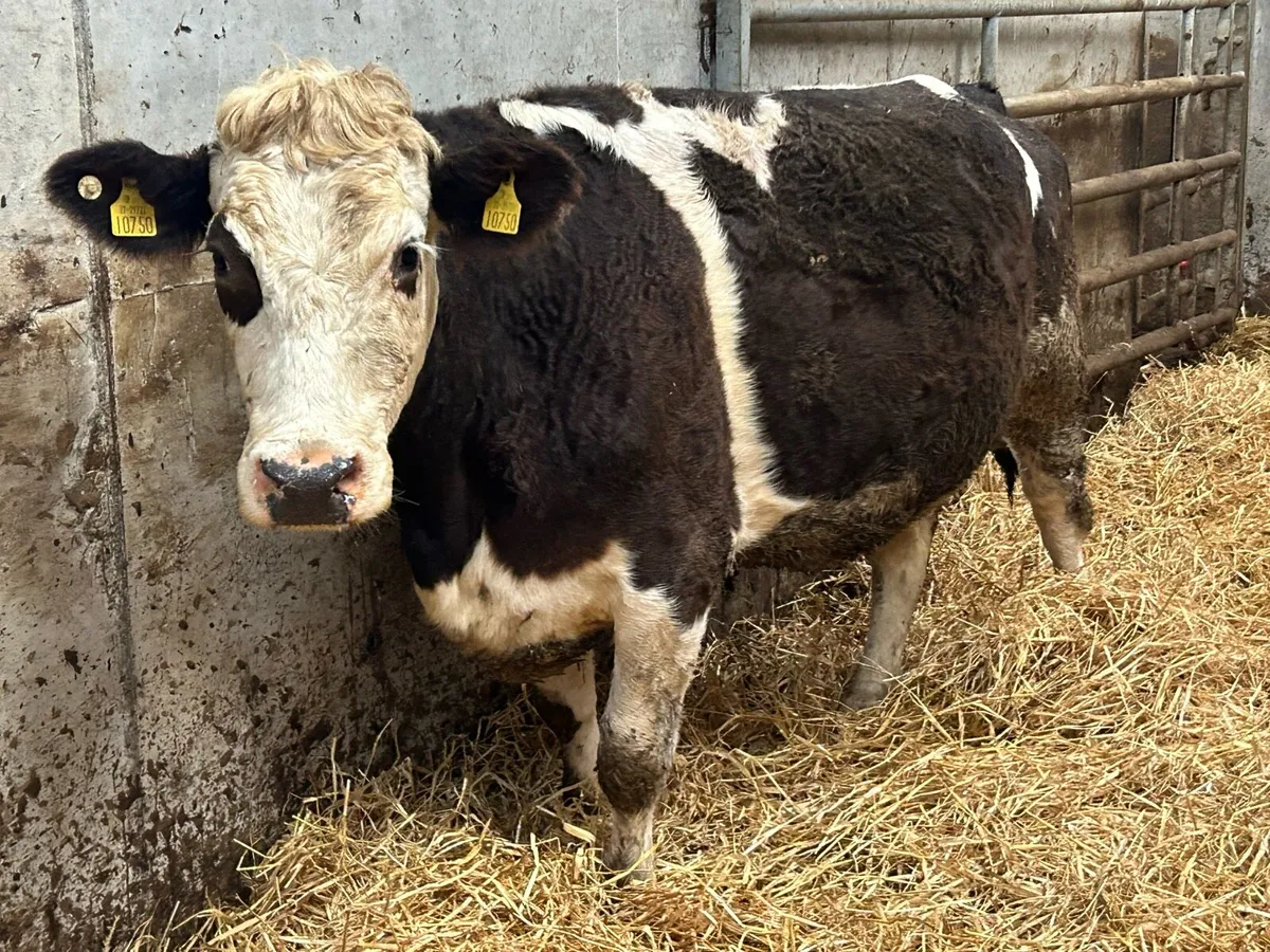 2 5 star incalf third caving cows - Image 4