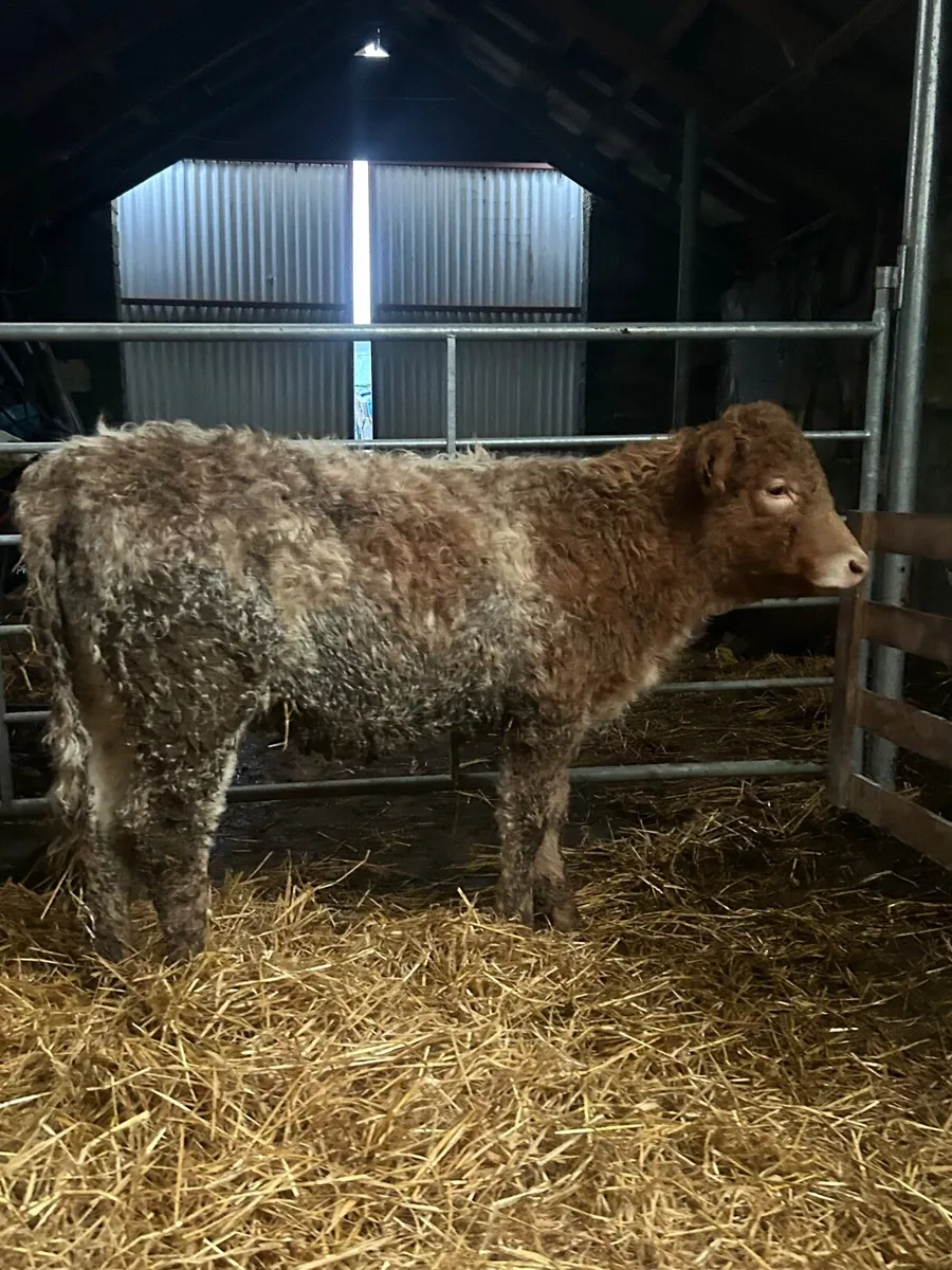 Super Roan CH Heifer - Image 1