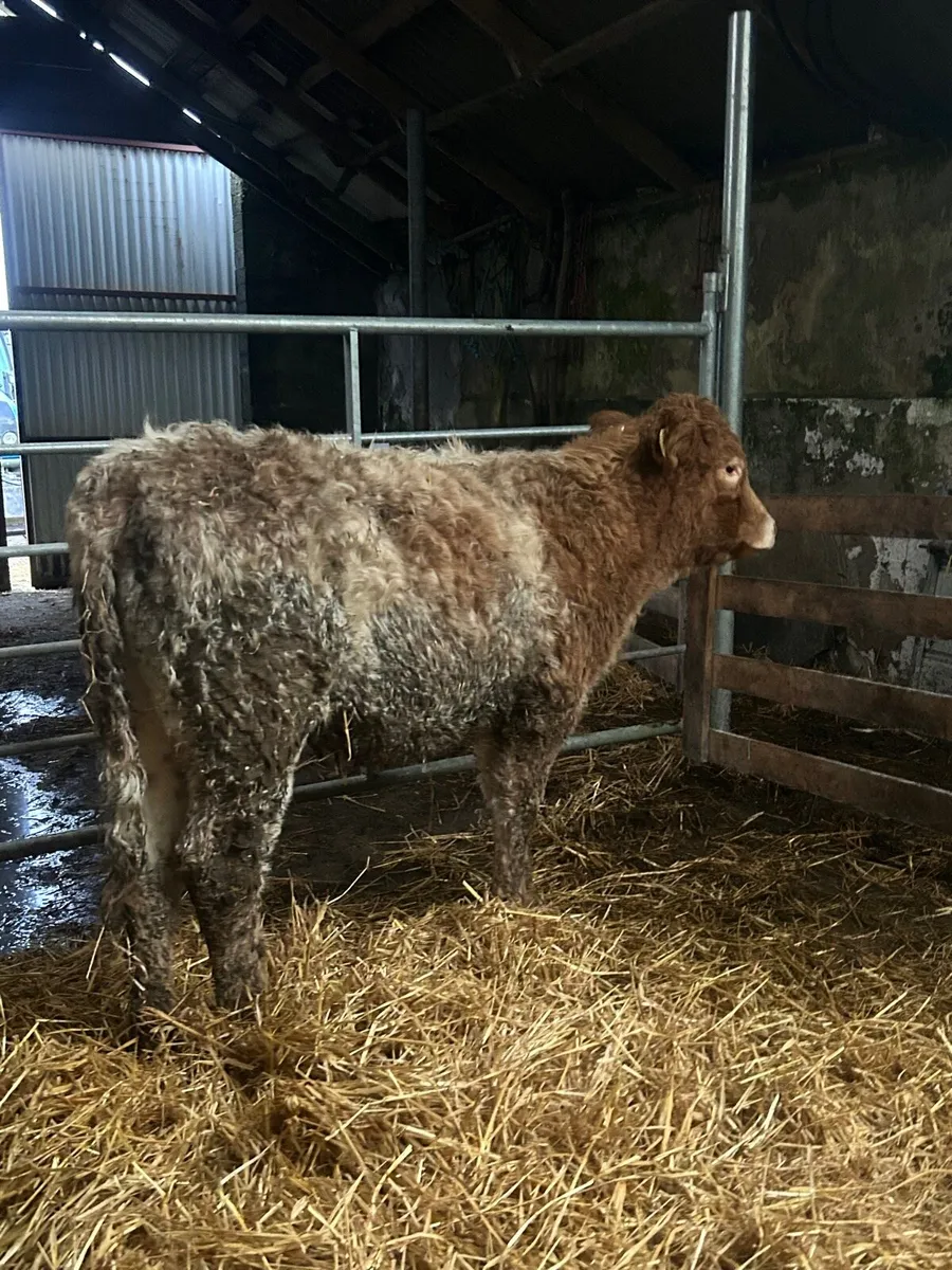 Super Roan CH Heifer - Image 2